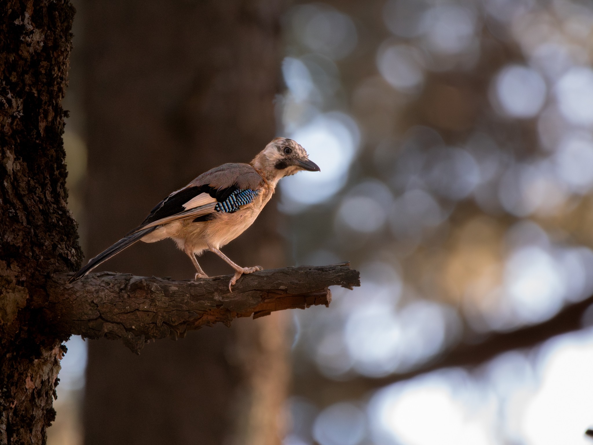 Wildlife photograph