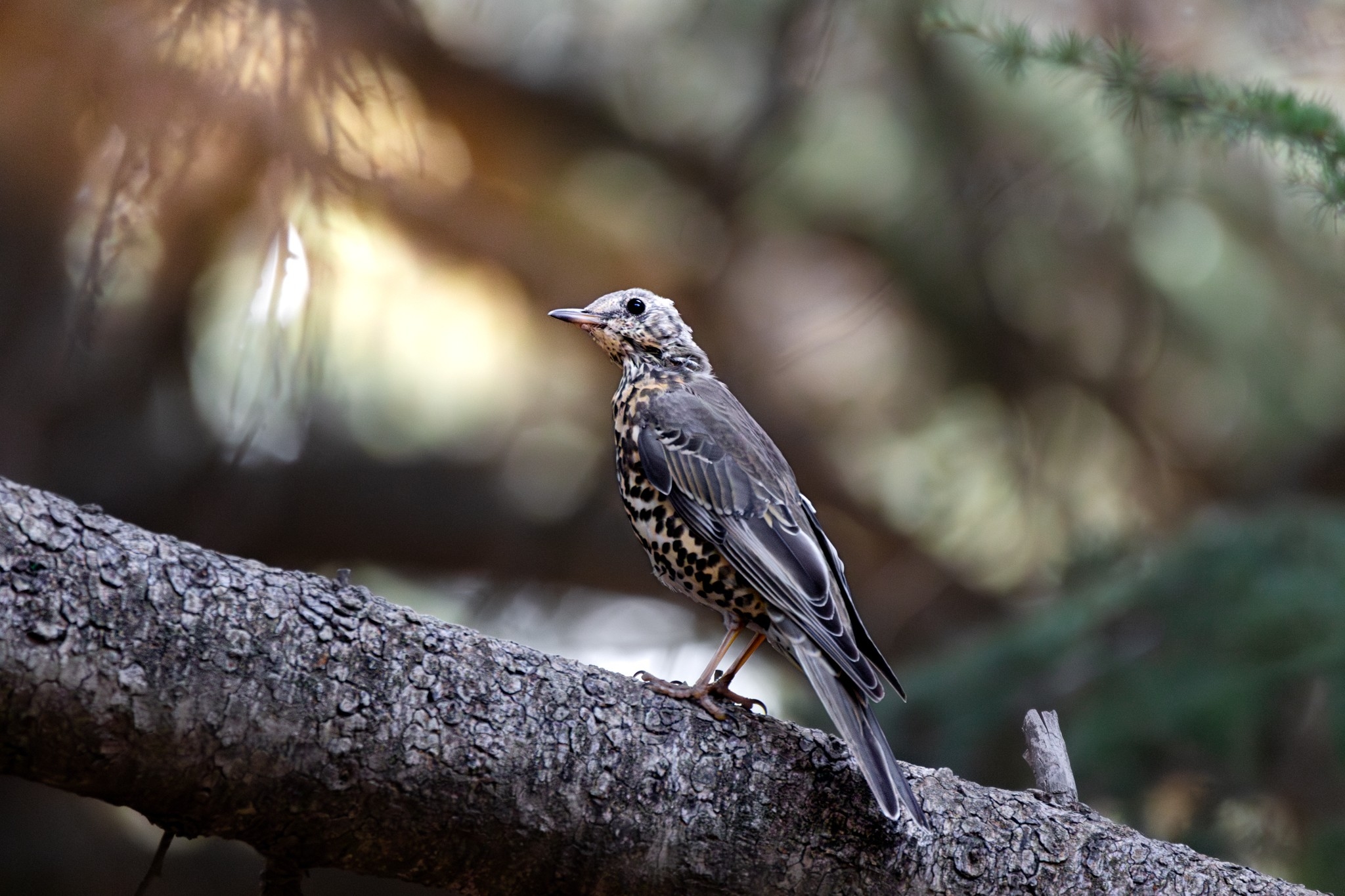 Wildlife photograph