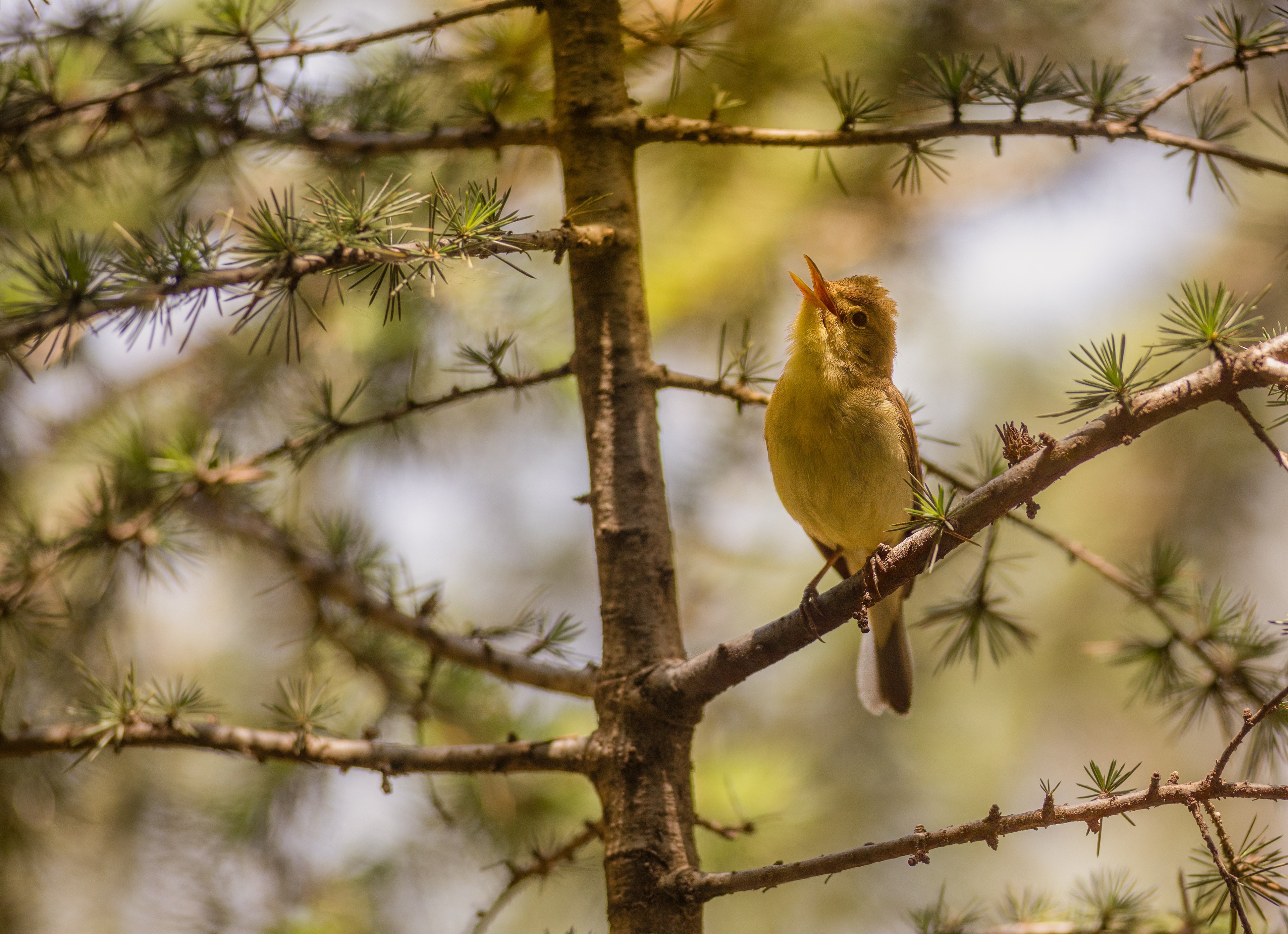 The Melodious Warbler in Full Song