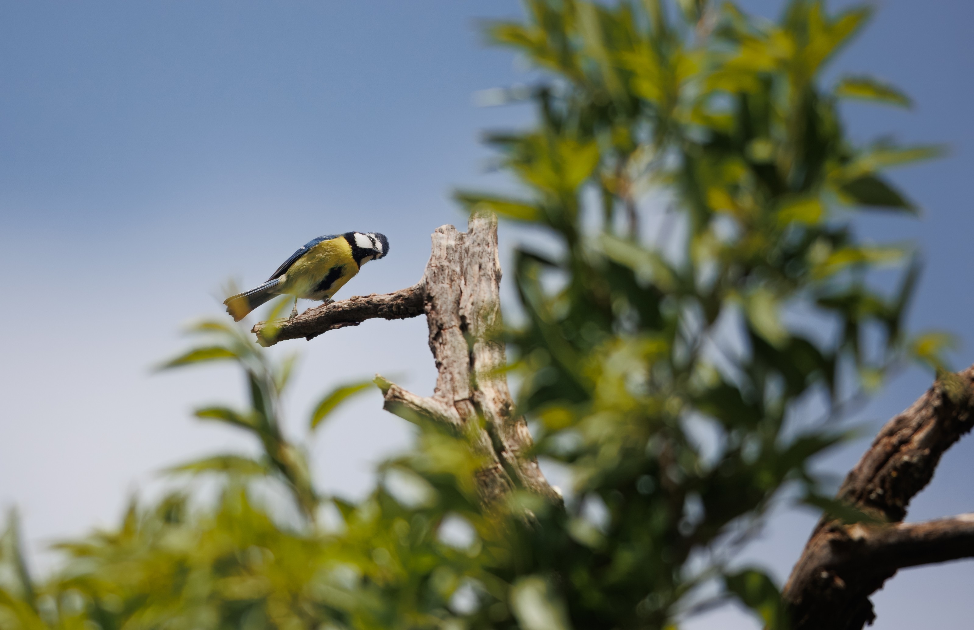 African Blue Tit