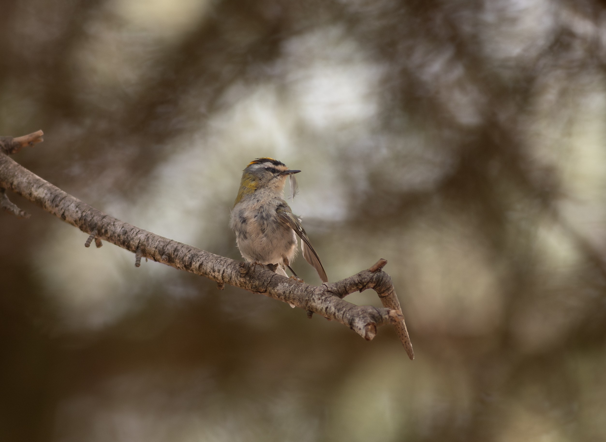 Common Firecrest