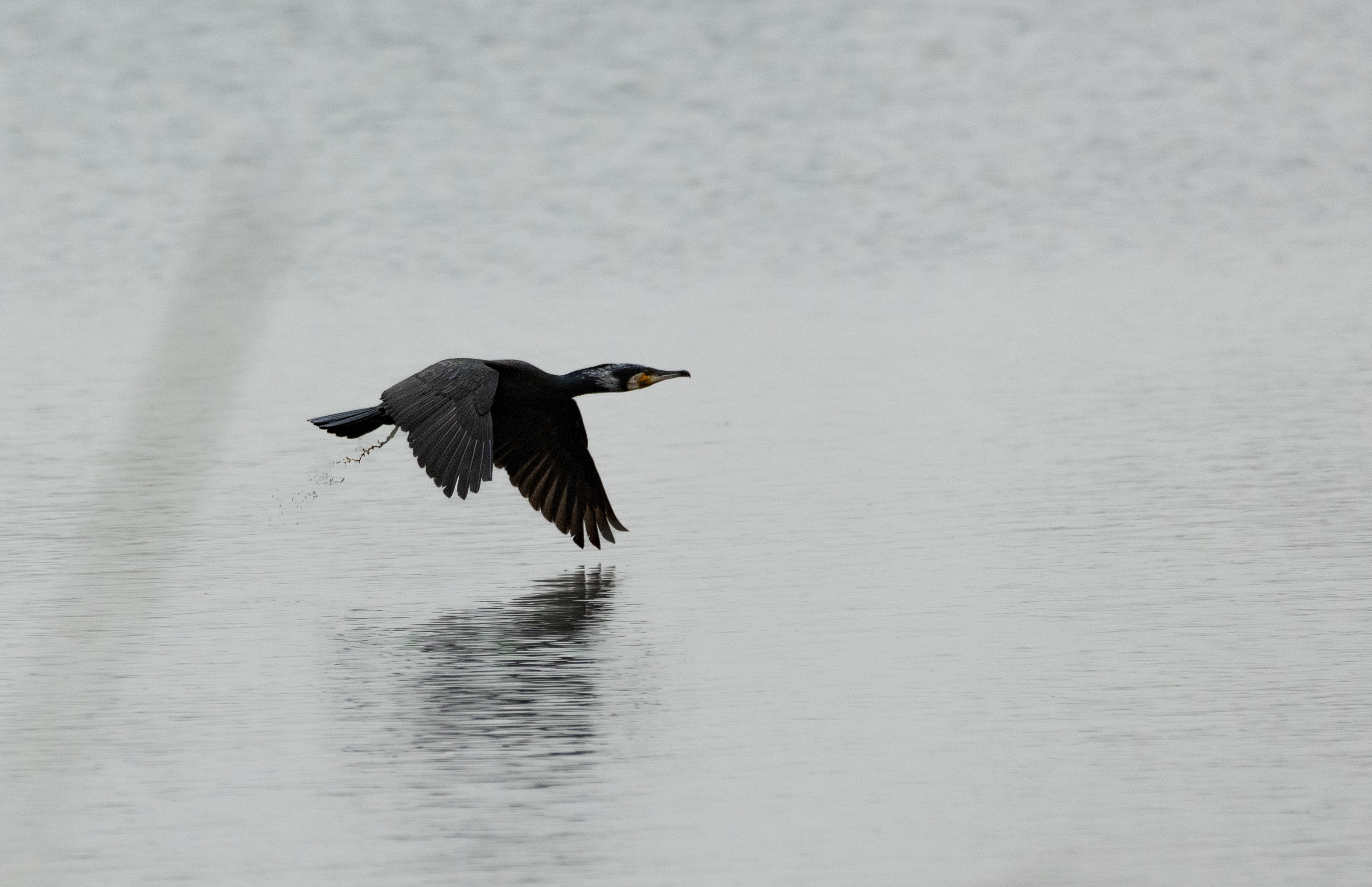 Great Cormorant