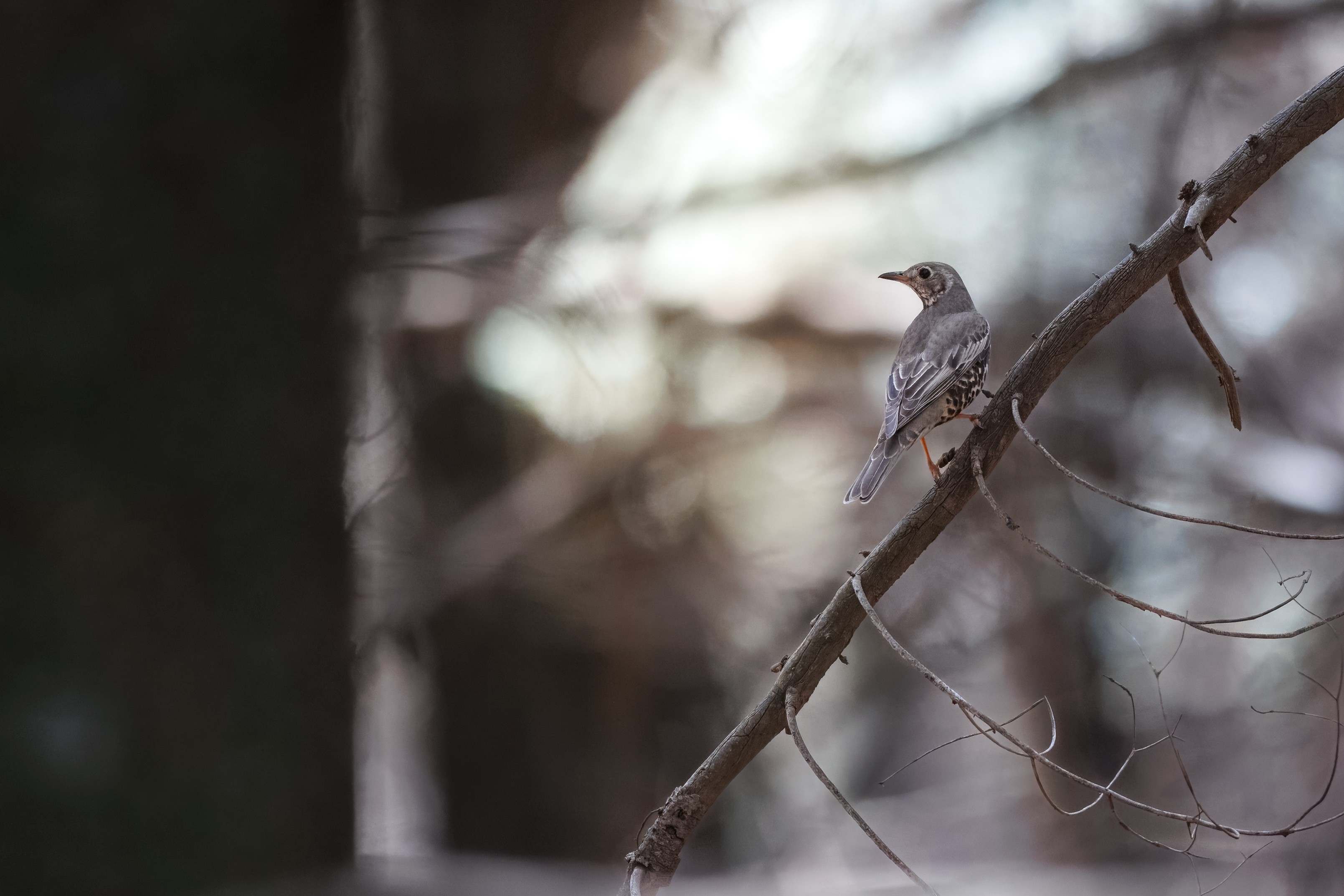 Wildlife photograph