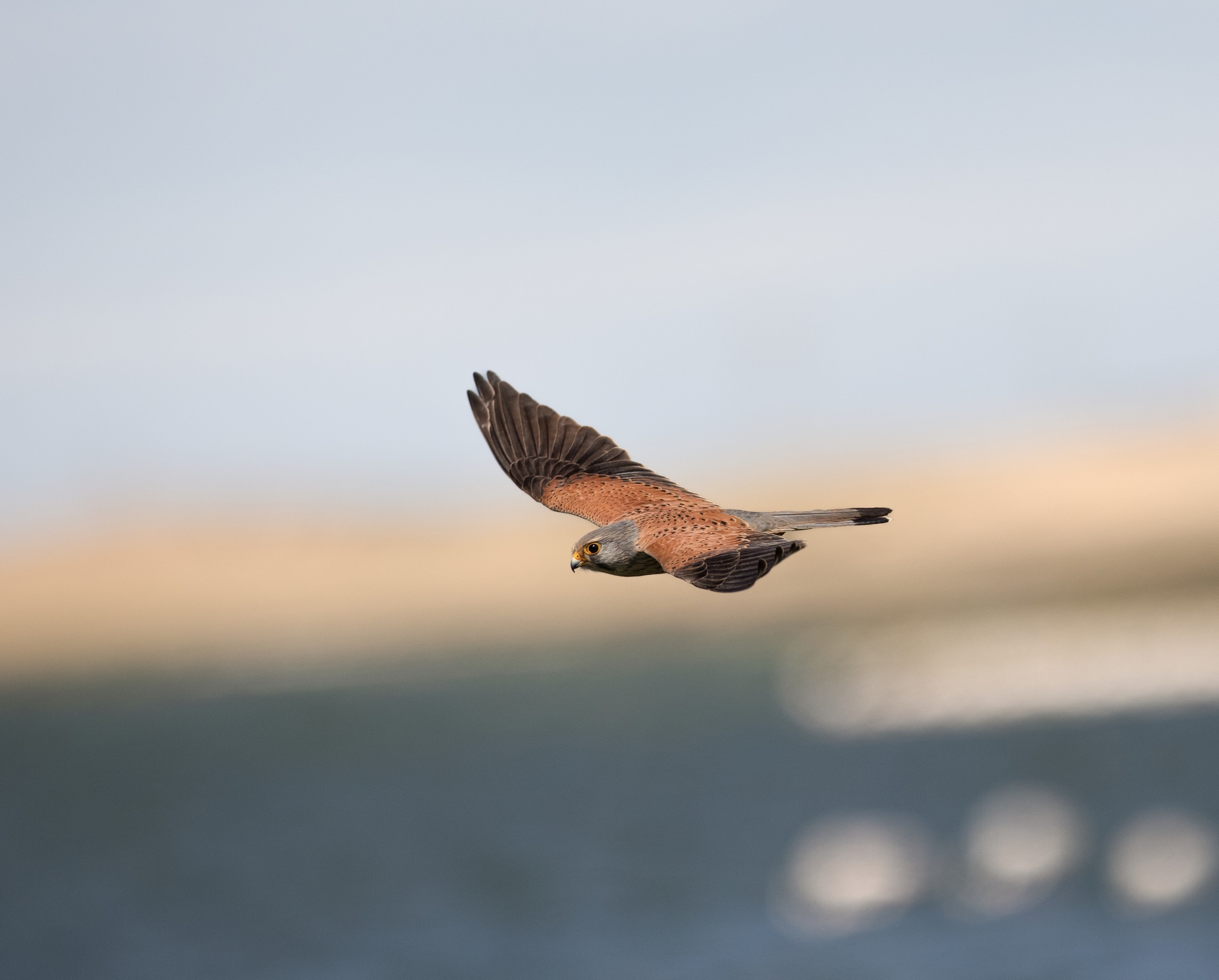 Wildlife photograph