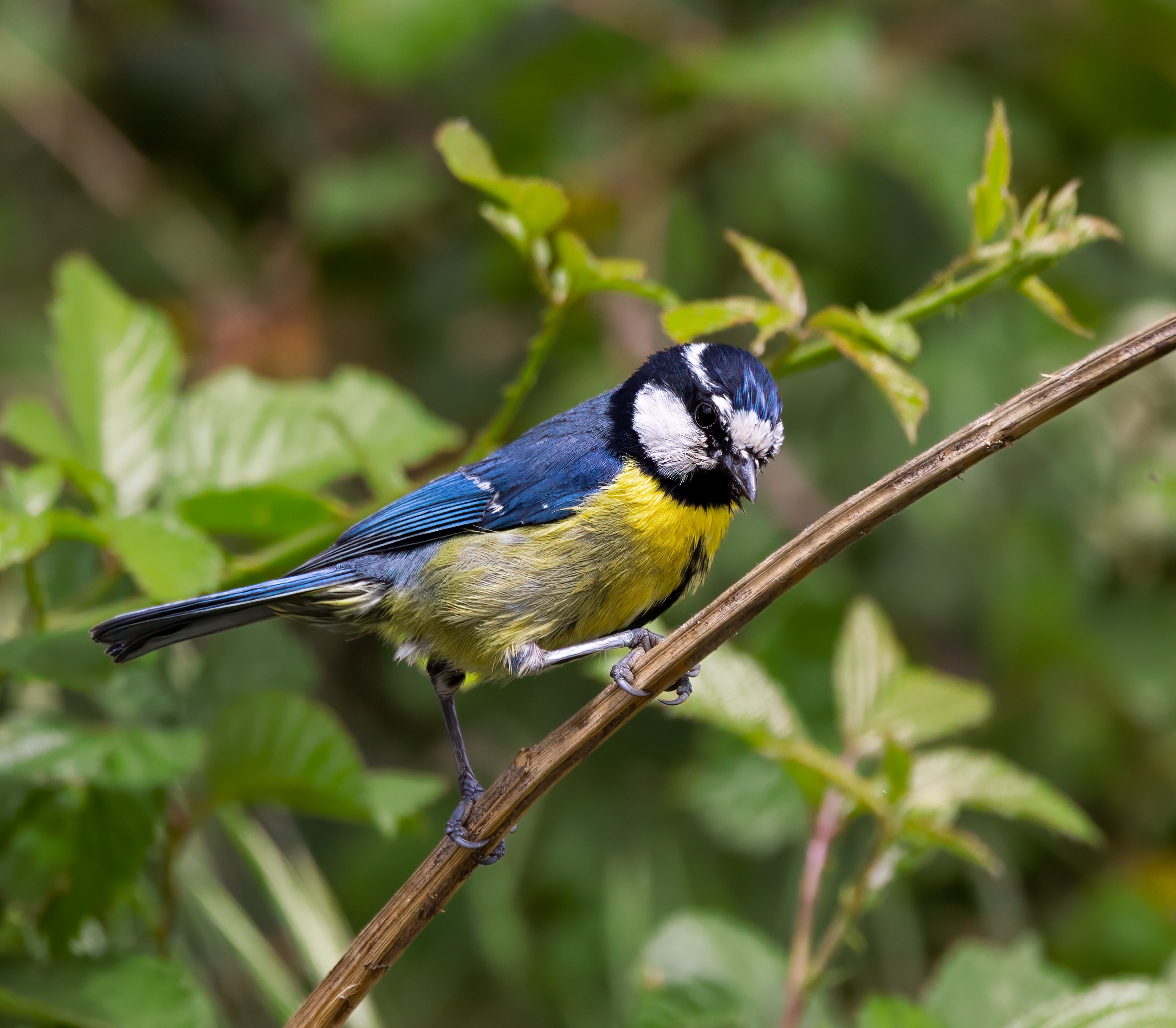 Wildlife photograph