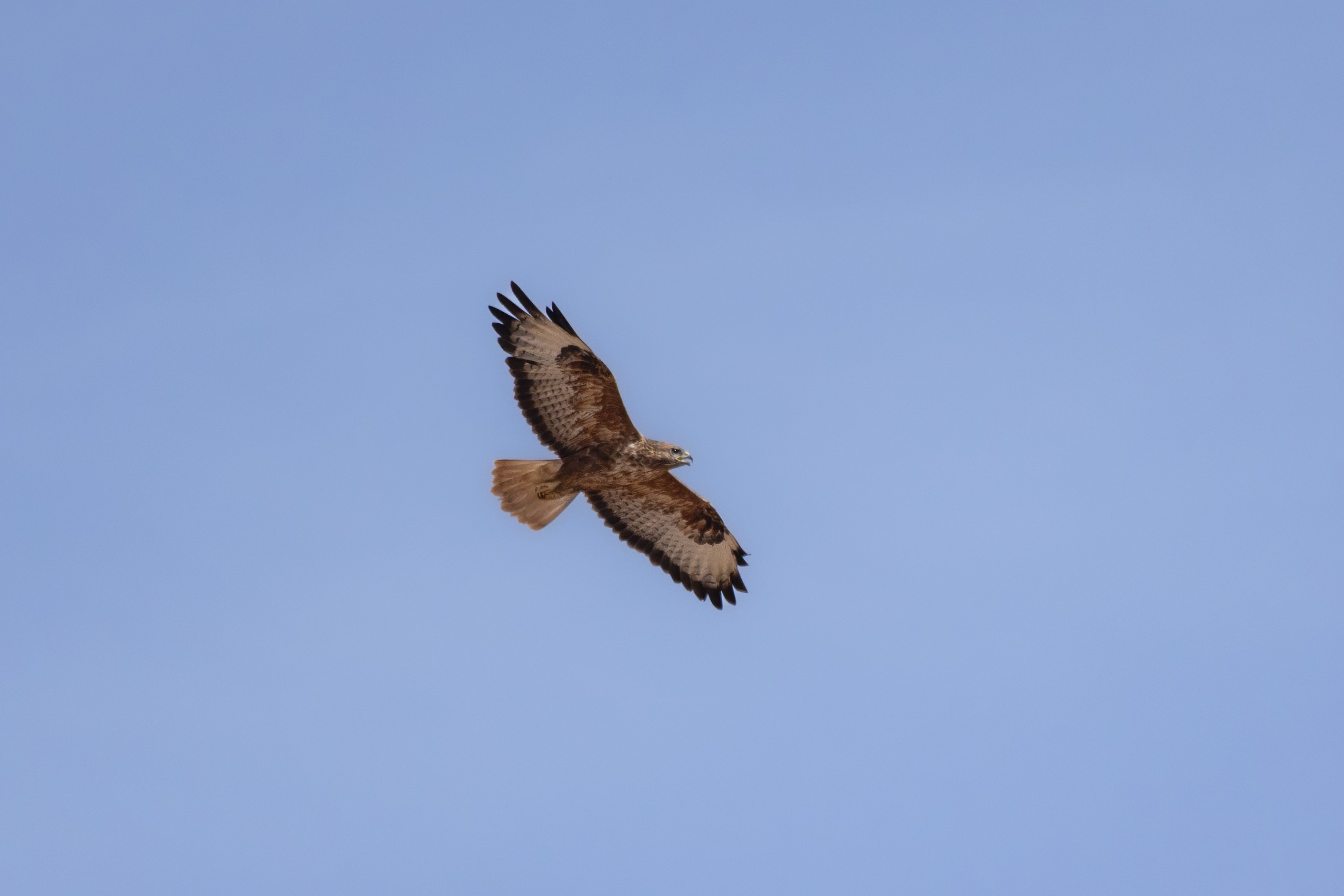 Wildlife photograph