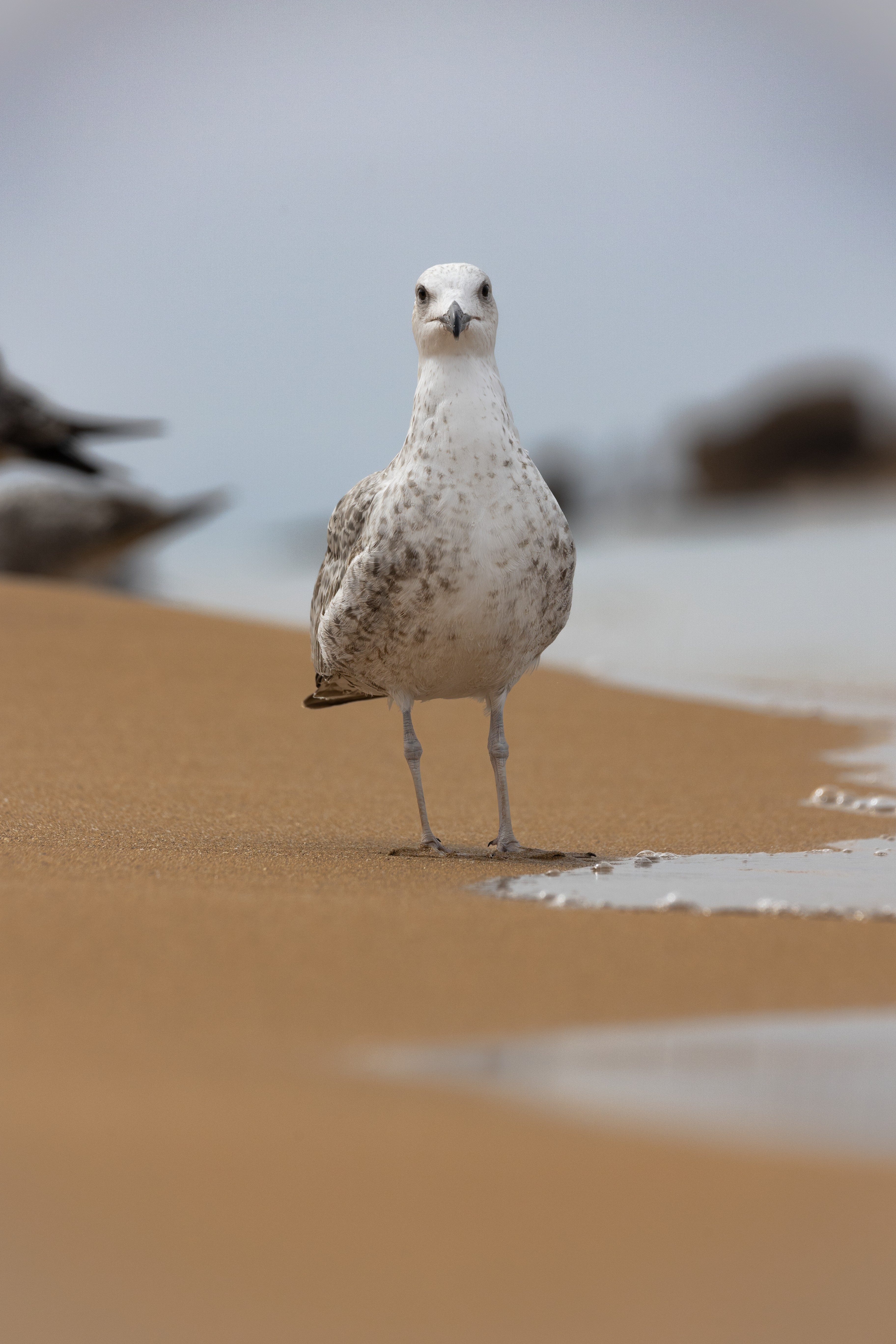 Wildlife photograph