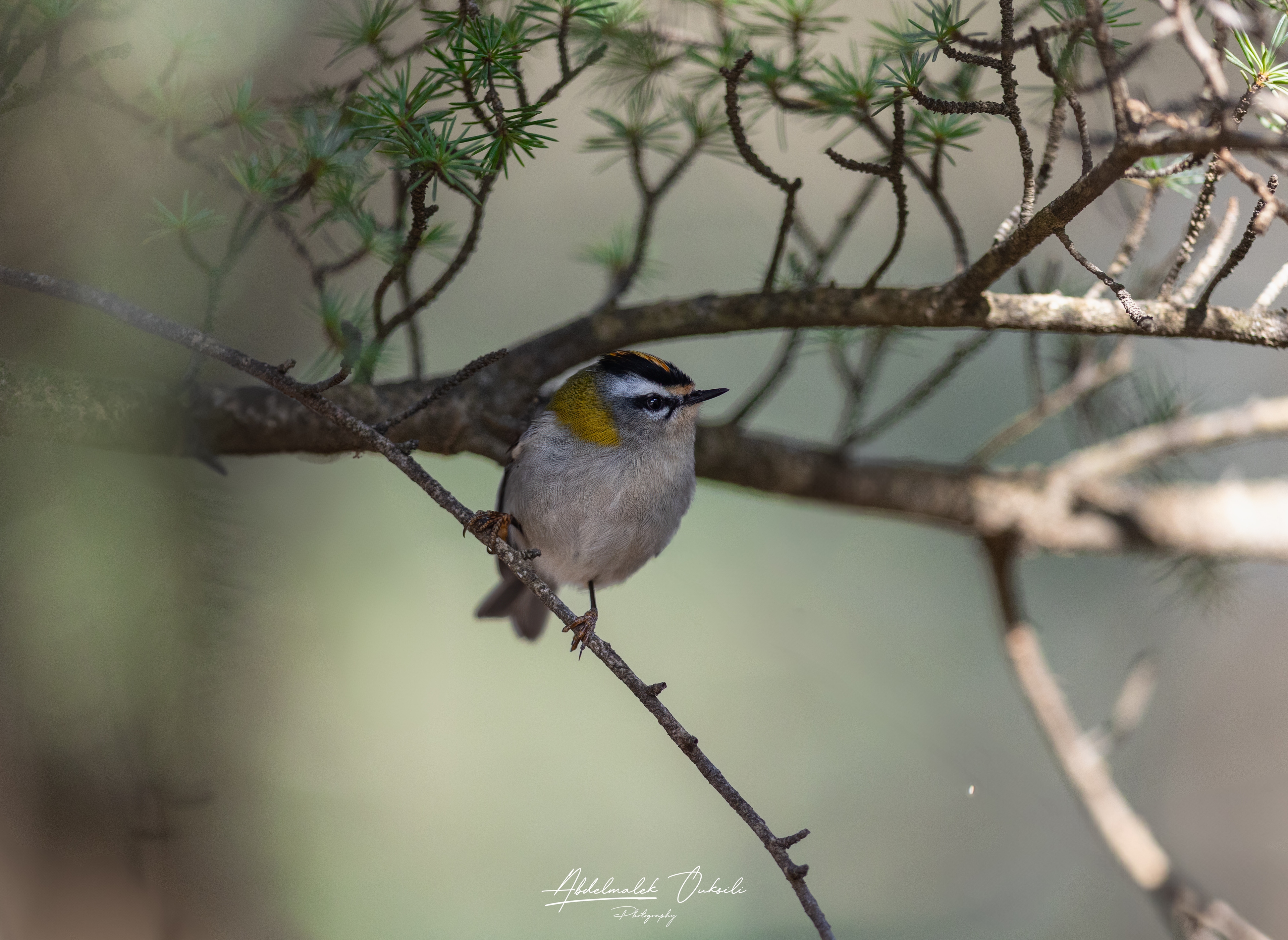Wildlife photograph