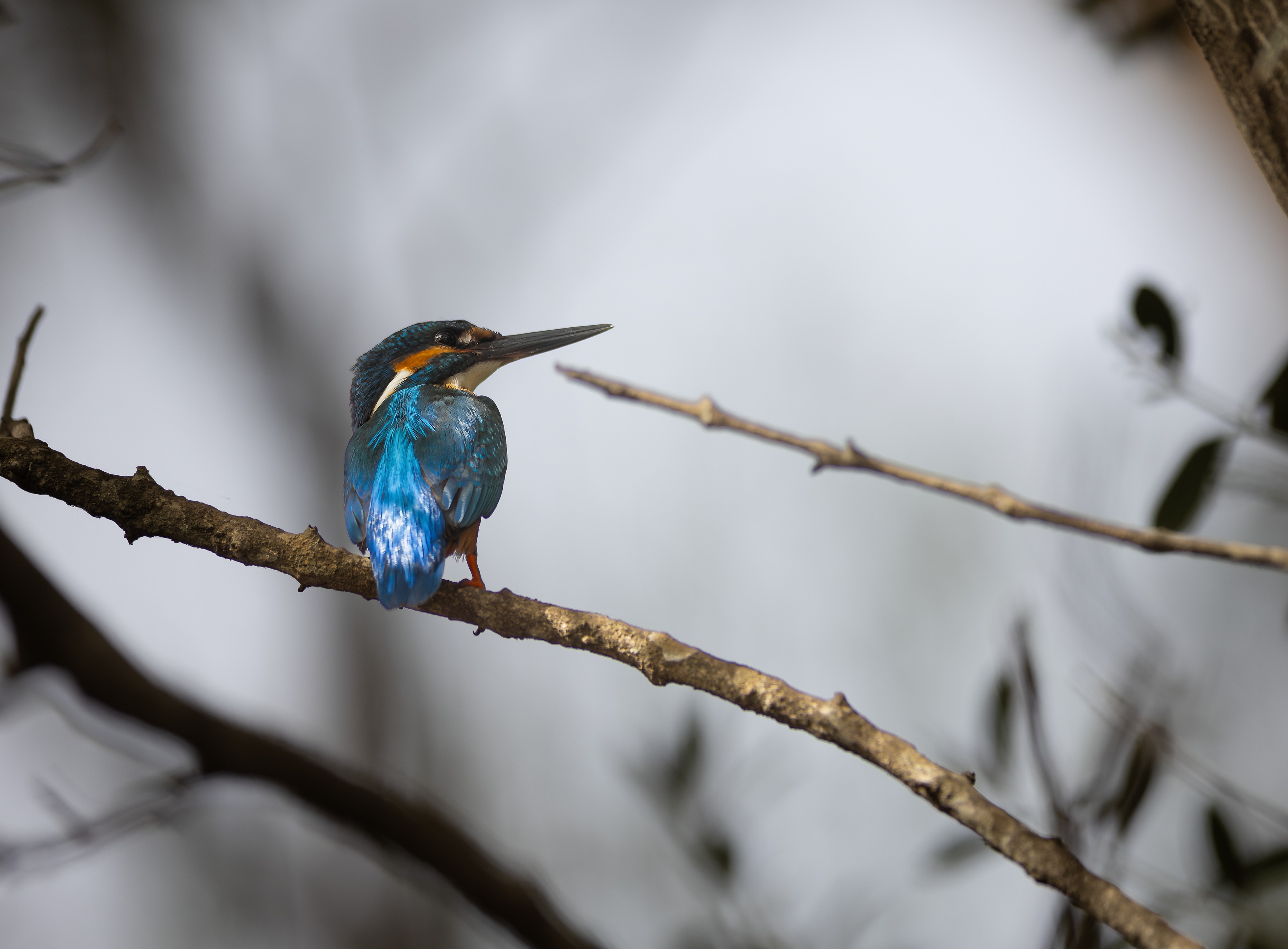 Wildlife photograph