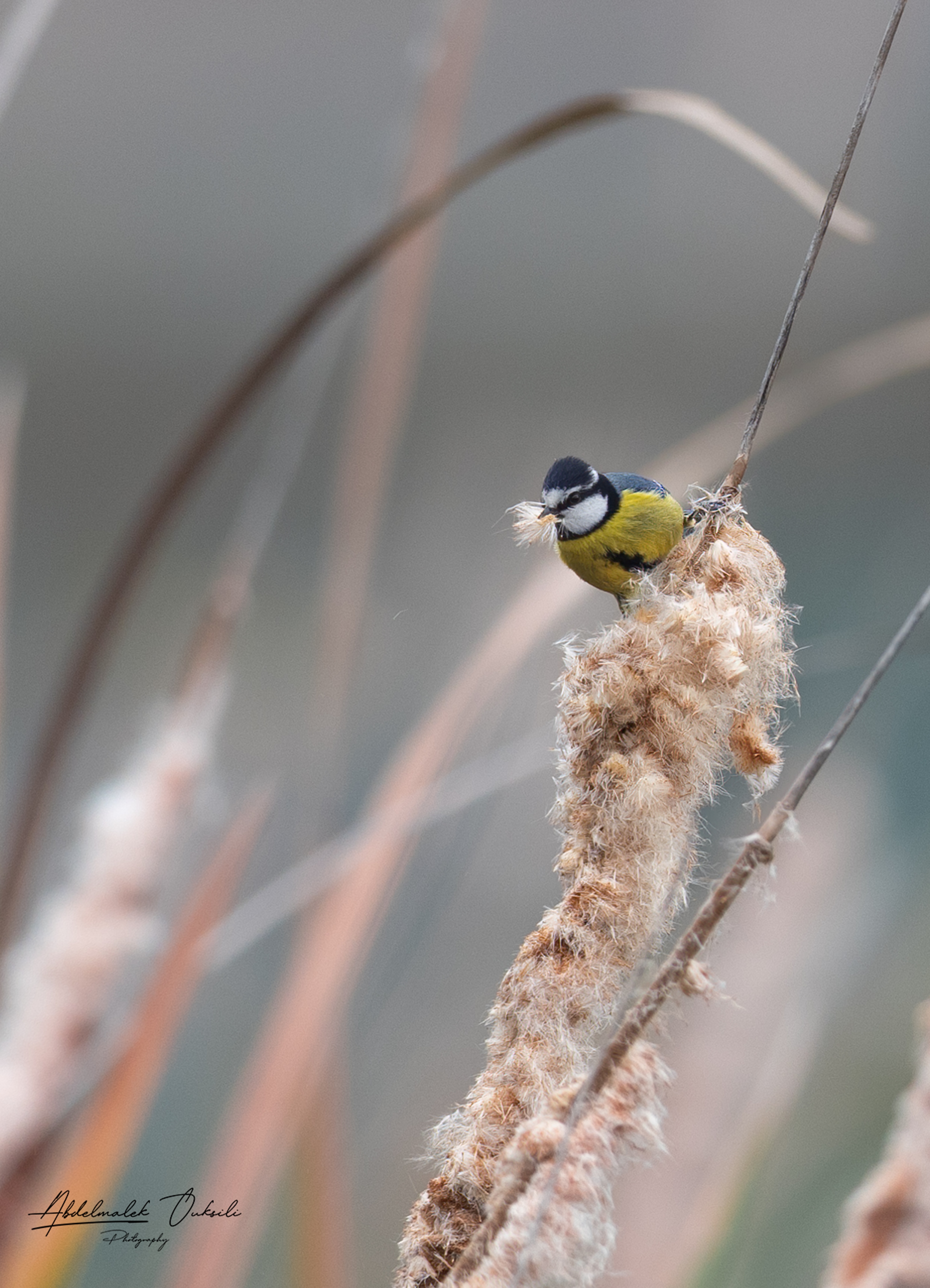 Wildlife photograph