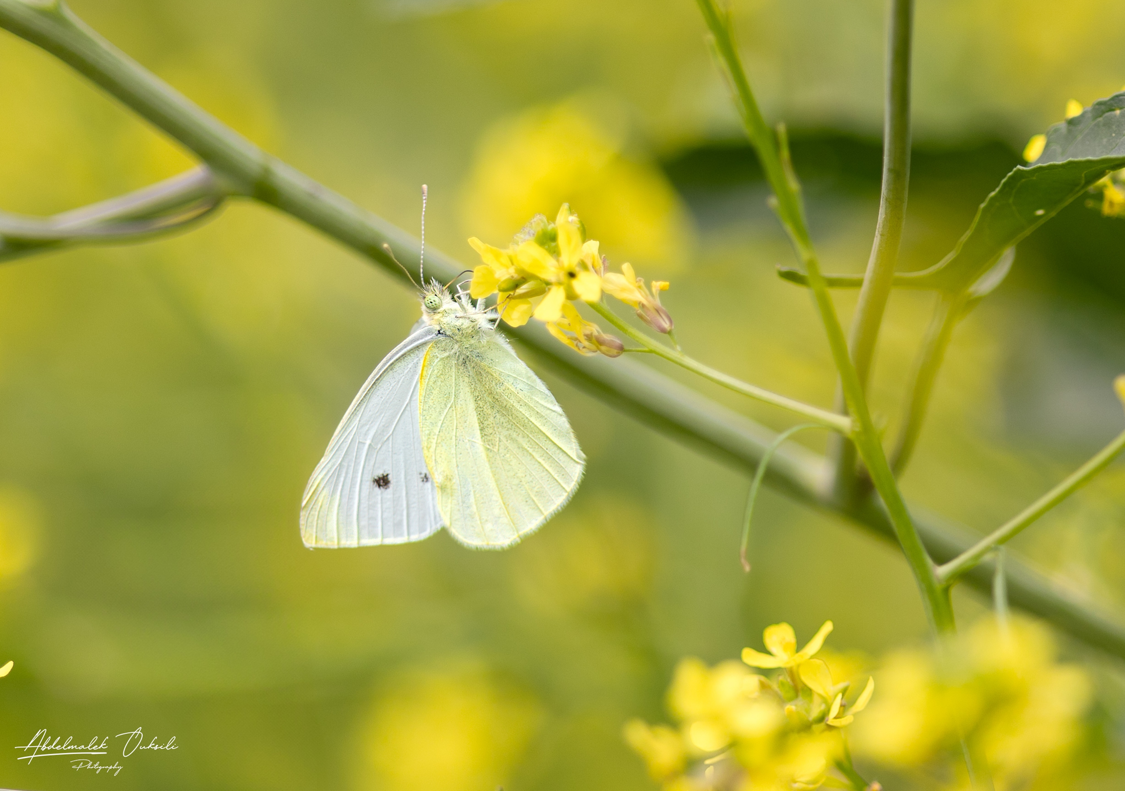 Wildlife photograph