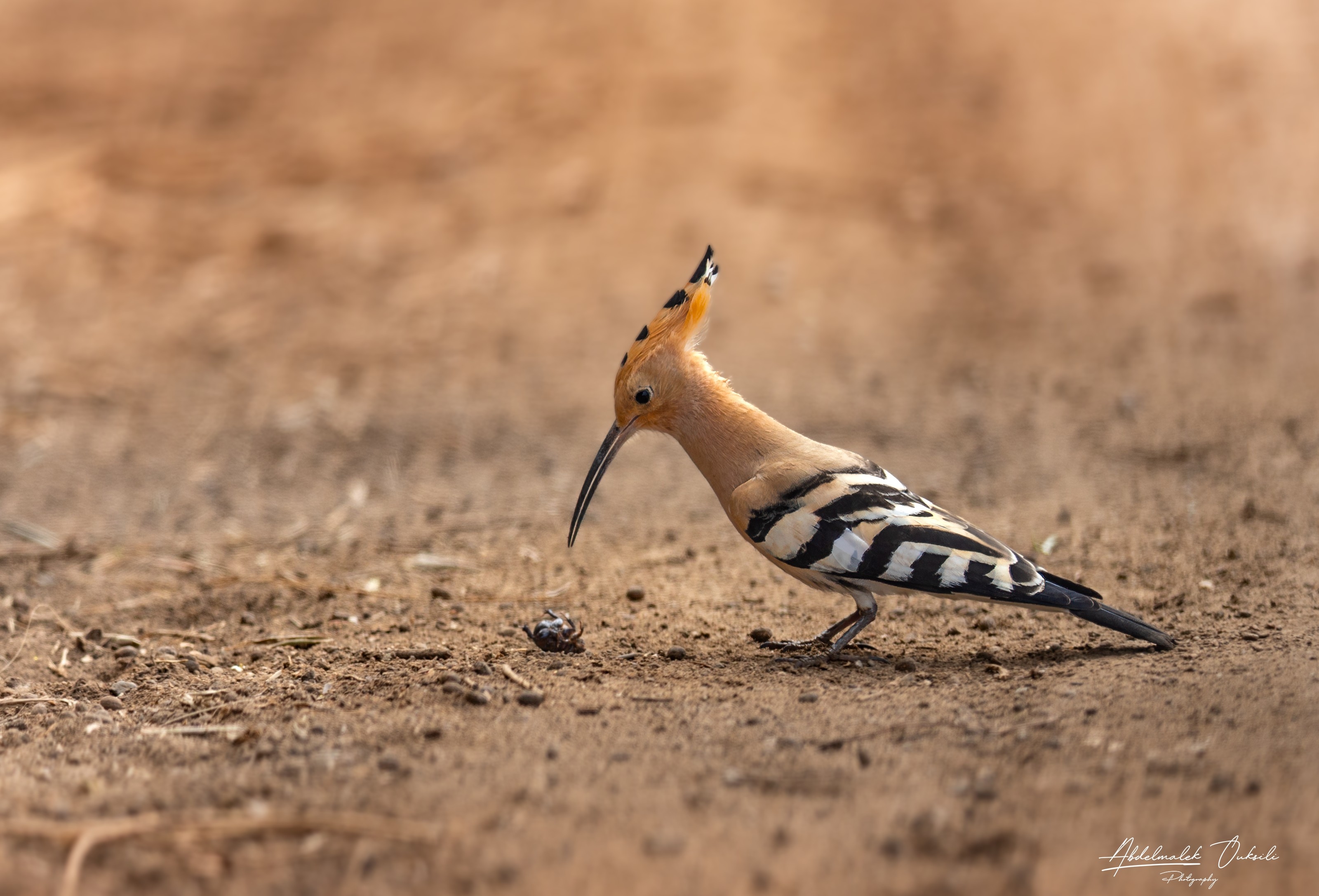 Wildlife photograph