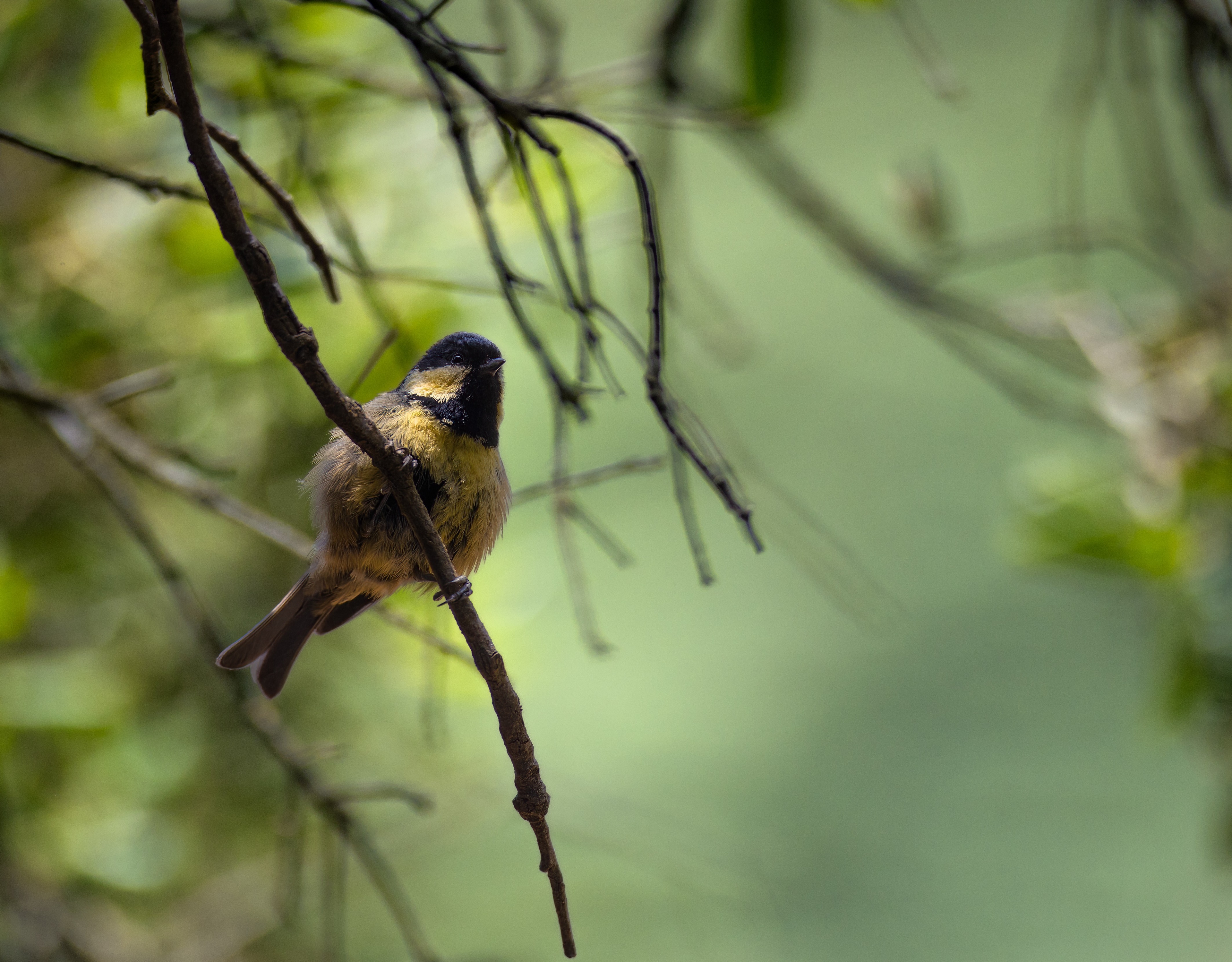 A Great Tit in the Atlas Woods