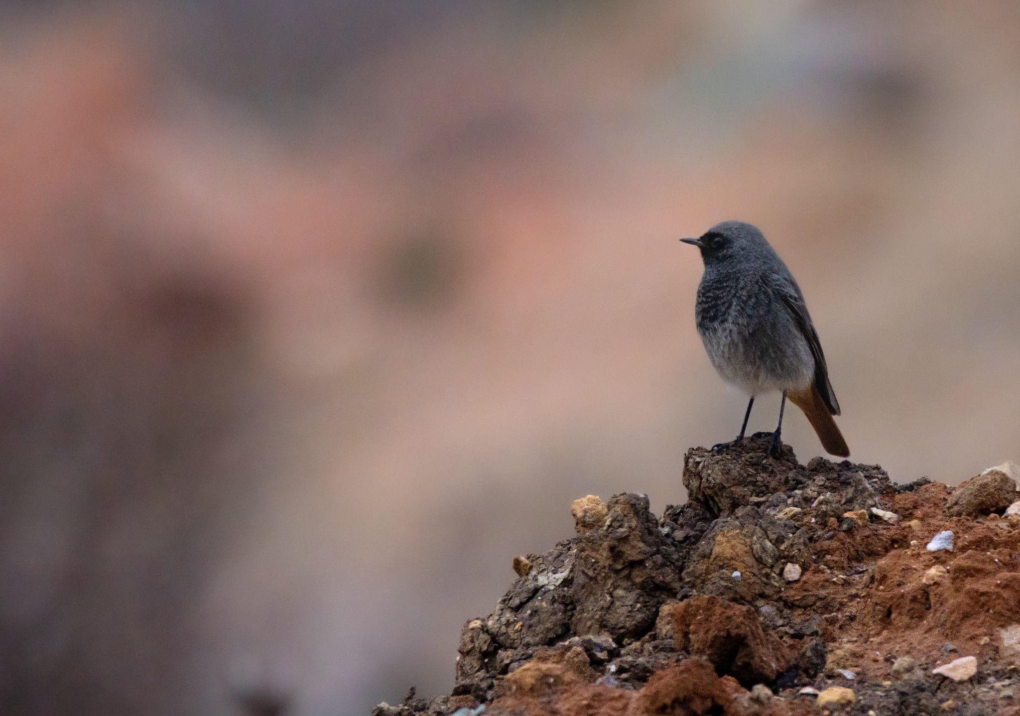 Black Redstart on Bare Ground