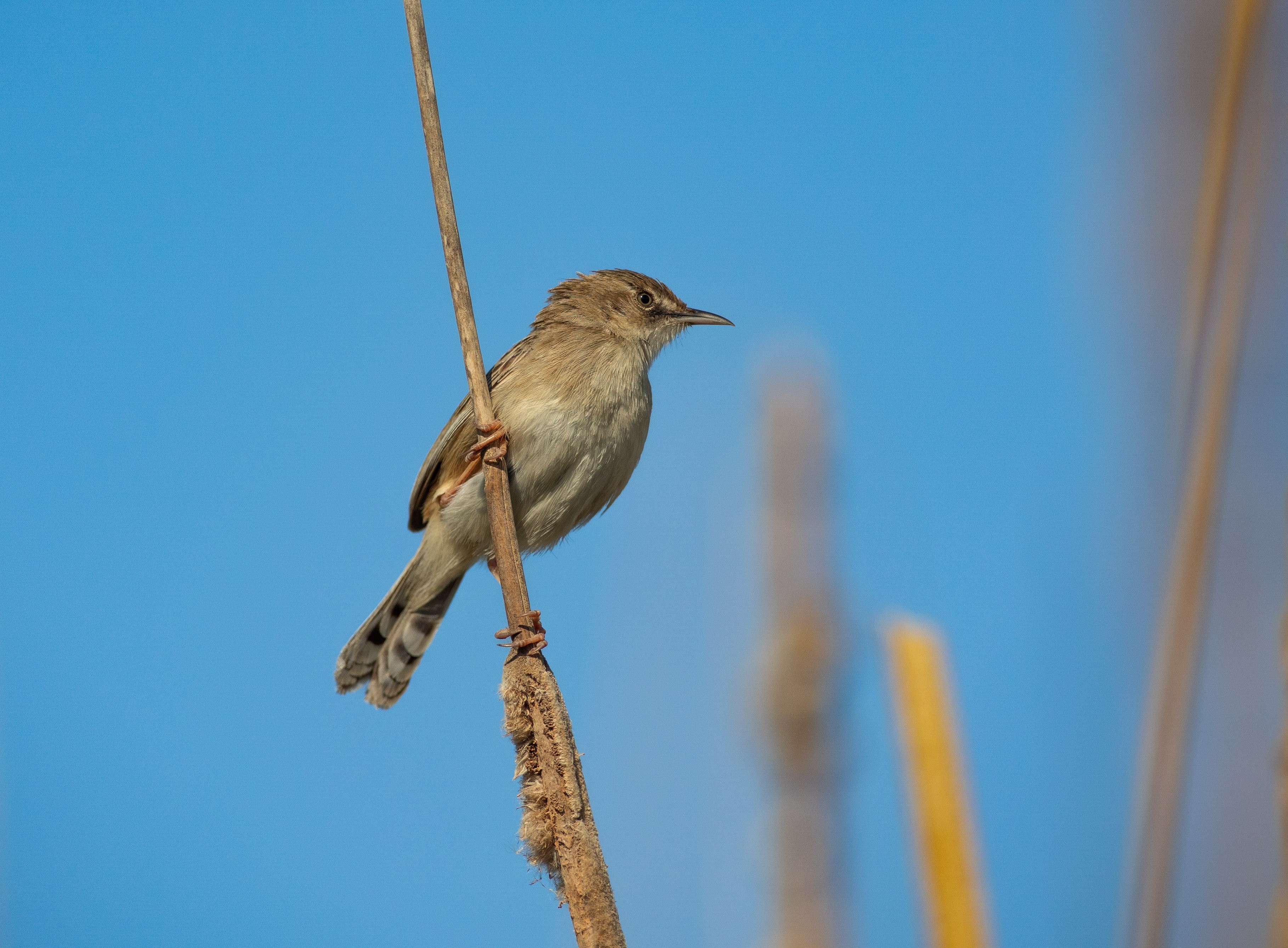 Graceful Prinia